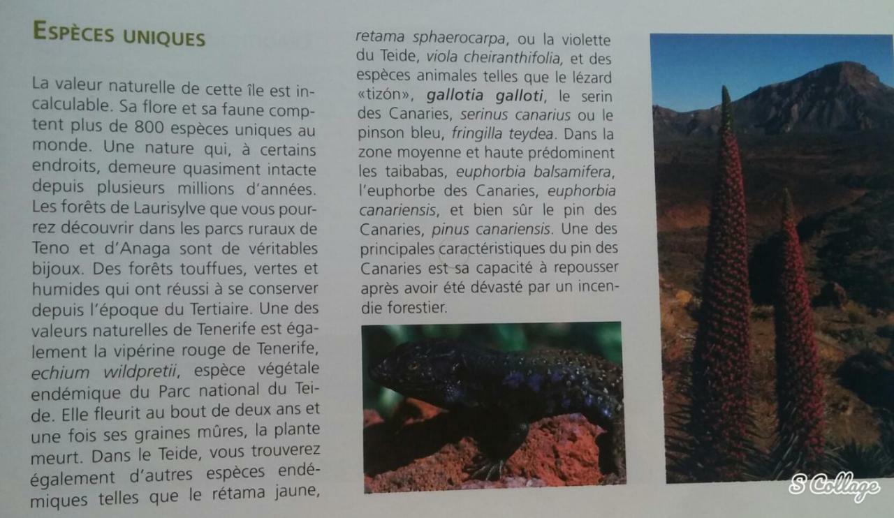 גרנדילה דה אבונה Finca Dulce Maikel מראה חיצוני תמונה