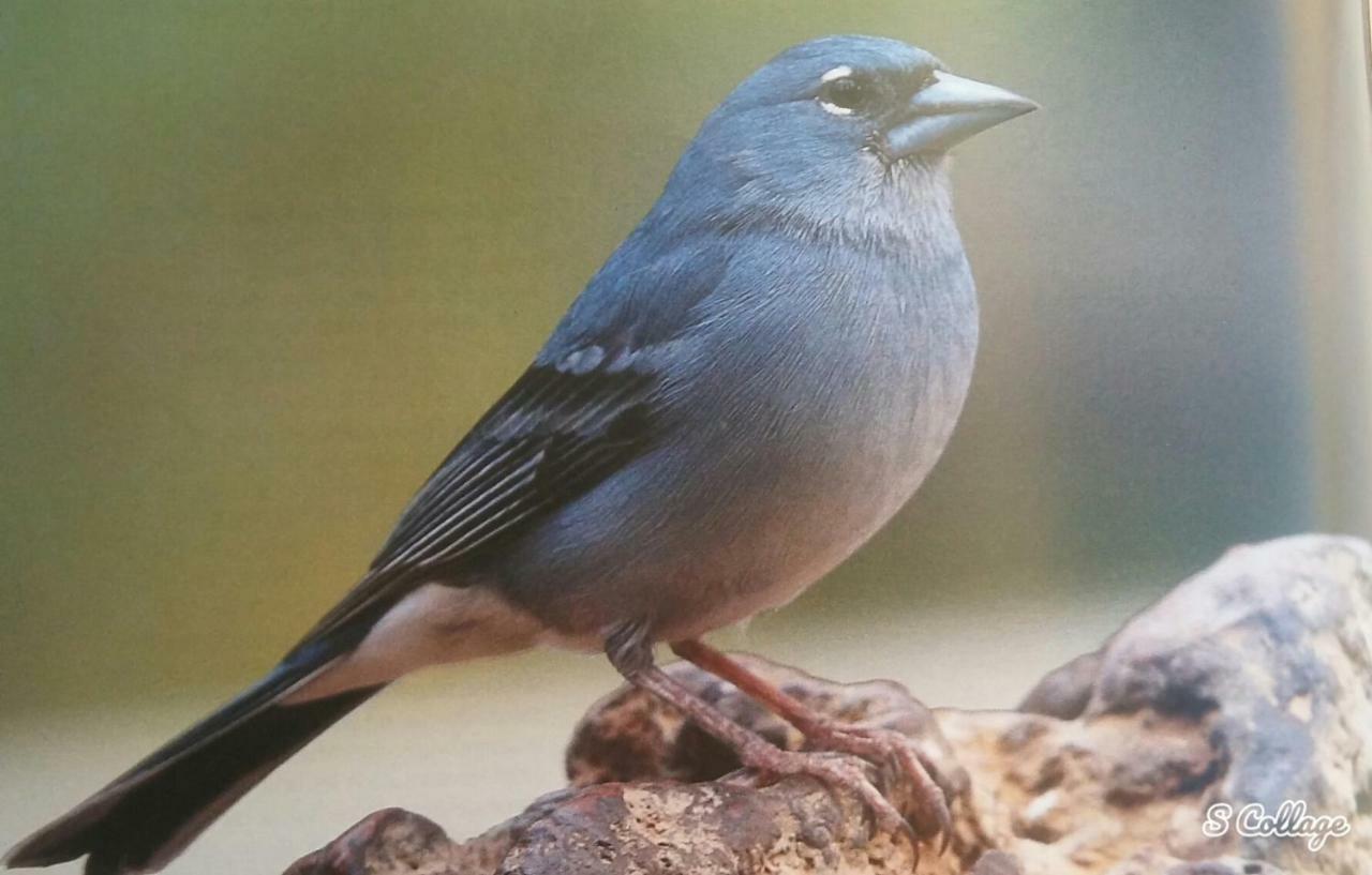 גרנדילה דה אבונה Finca Dulce Maikel מראה חיצוני תמונה