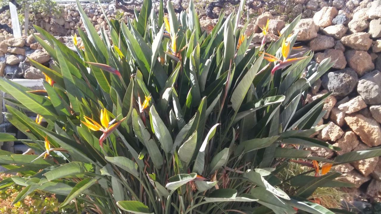 גרנדילה דה אבונה Finca Dulce Maikel מראה חיצוני תמונה